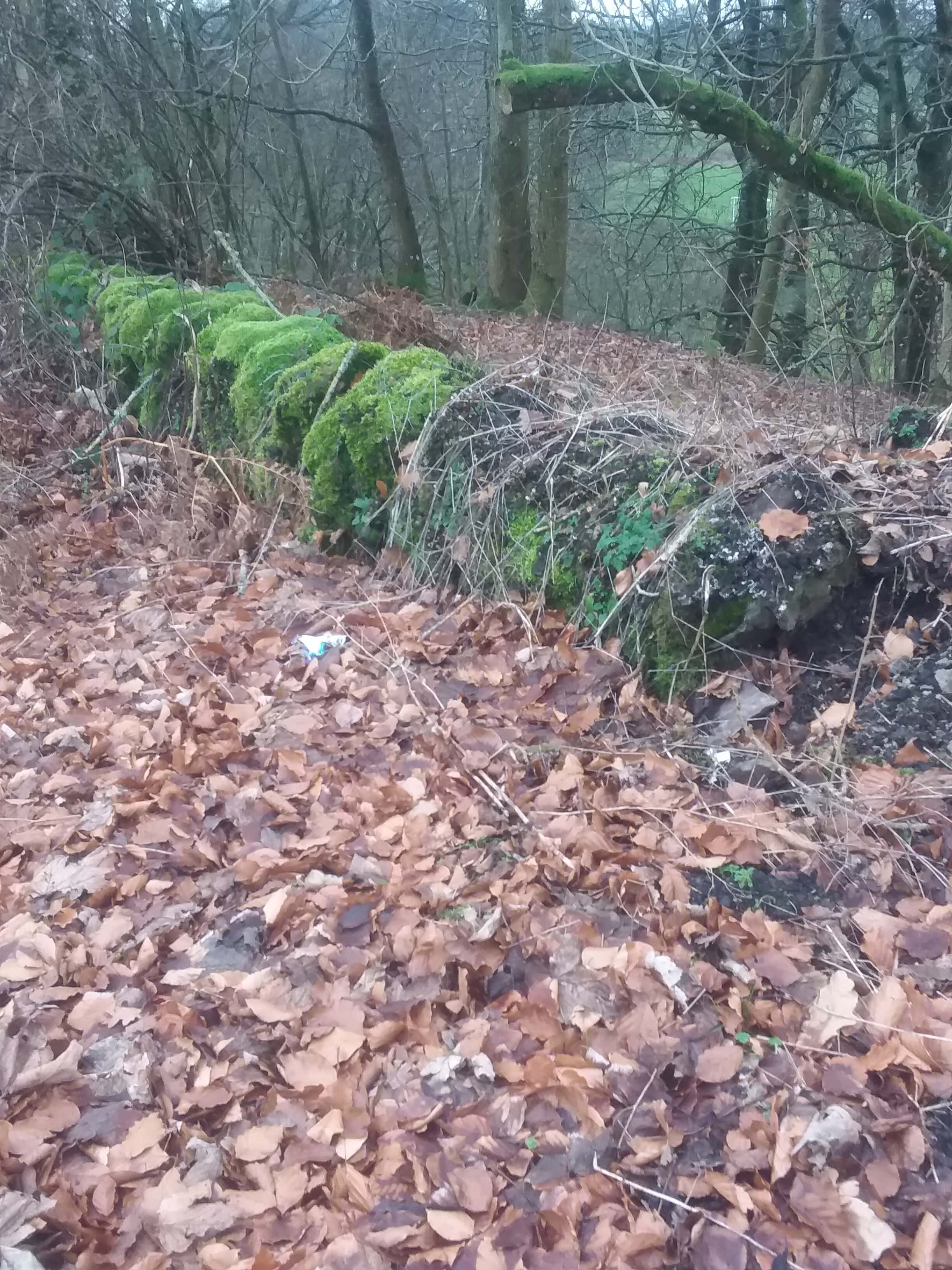 Image of leaves and moss